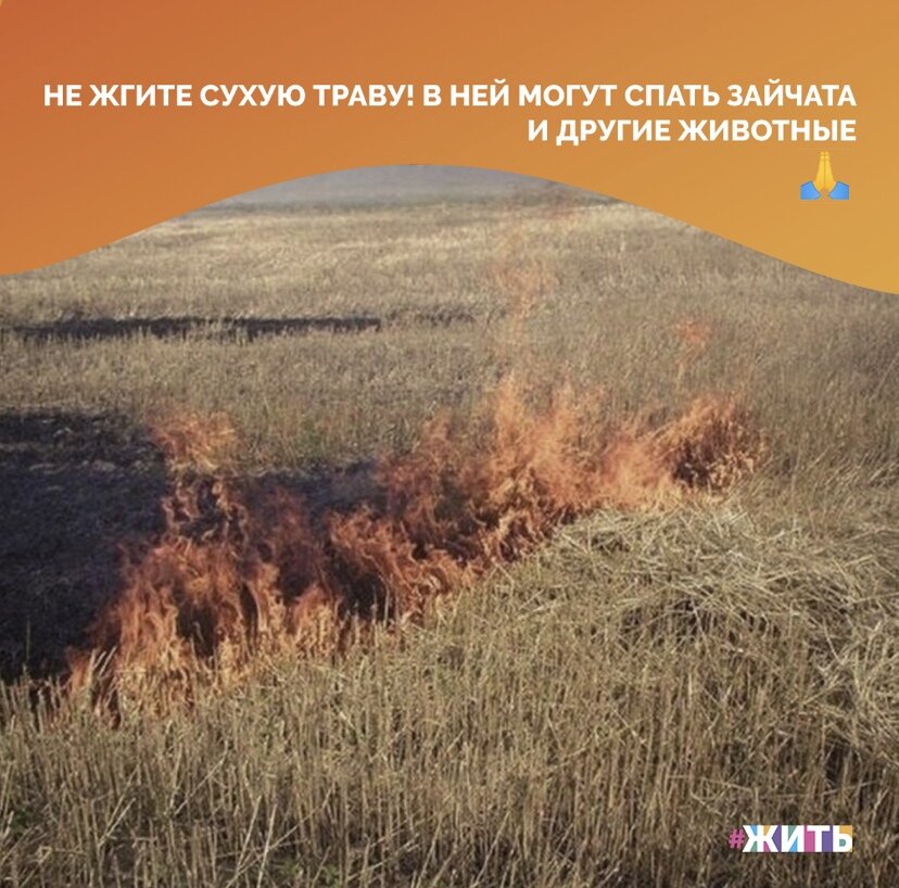 Каждый год, при наступлении теплого времени года, по соцсетям ходит картинка, призывающая отказаться от сжигания сухой травы☝ 
Не жгите сухую траву, ведь в ней могут прятаться звери и птицы. И если взрослые животные смогут убежать, то малыши этого не могут😔

Будьте добрее к природе, ведь этим Вы спасете не одну жизнь🙏

#жить #проектжить