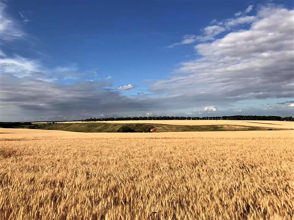 Хлеба налево, хлеба направо, фото автора, июль 2020