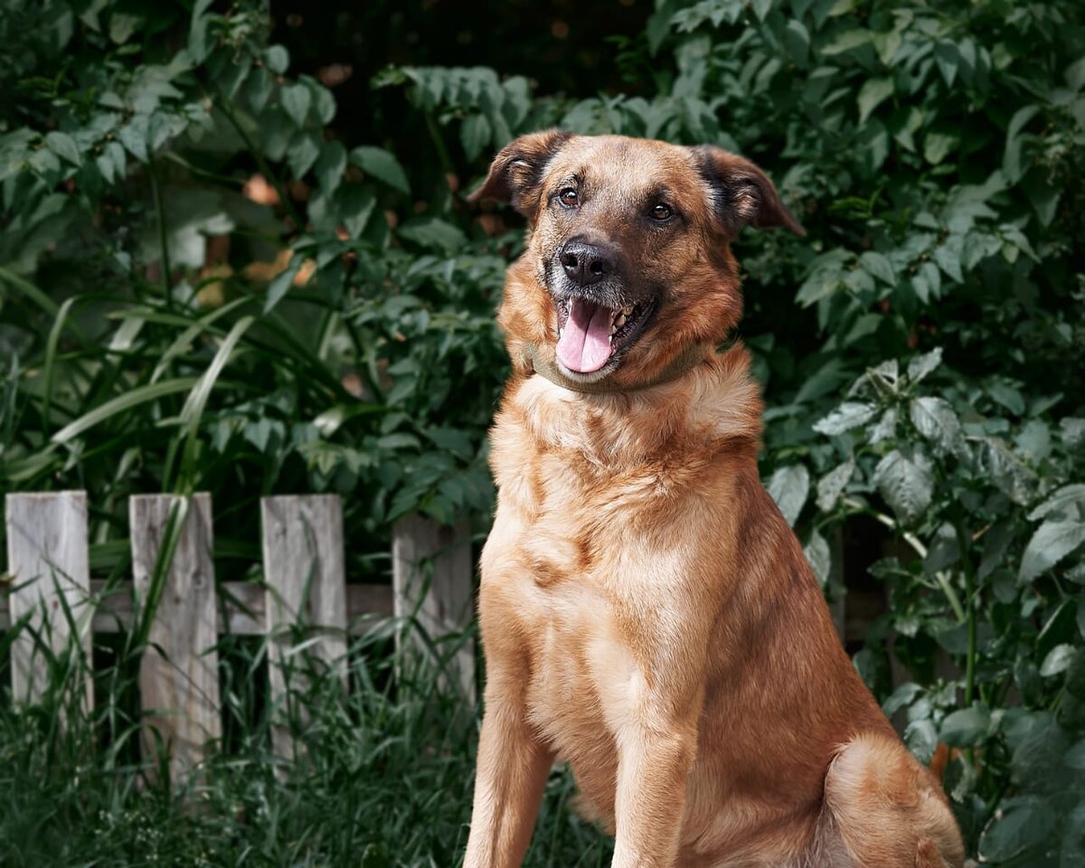 Красавчик Арчи!  