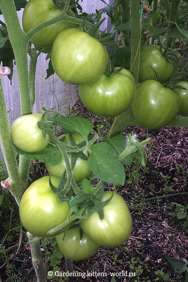 Эти томаты, как раз выросли на том же месте, где и в прошлом году росли томаты; гряду подготавливала по варианту ниже