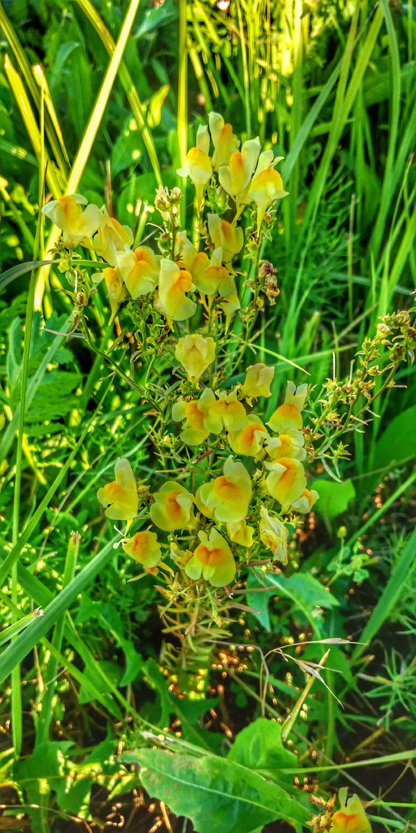 Травянистое растение с густоолиственными стеблями от 30 до 90 см высотой. Листья очередные, узкие, линейные или ланцетные, до 7 см длиной. Соцветие кистевидное, до 15 см длиной. Венчик цветка двугубый, со шпорцем, желтый; нижняя губа желто-оранжевая. Плод - коробочка.