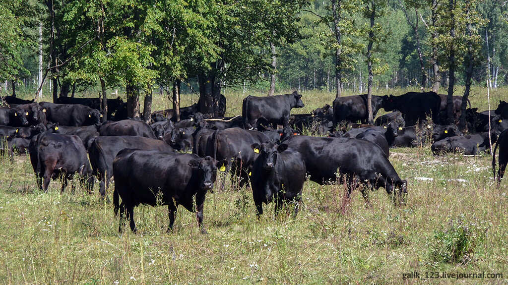 Абердинский Ангус