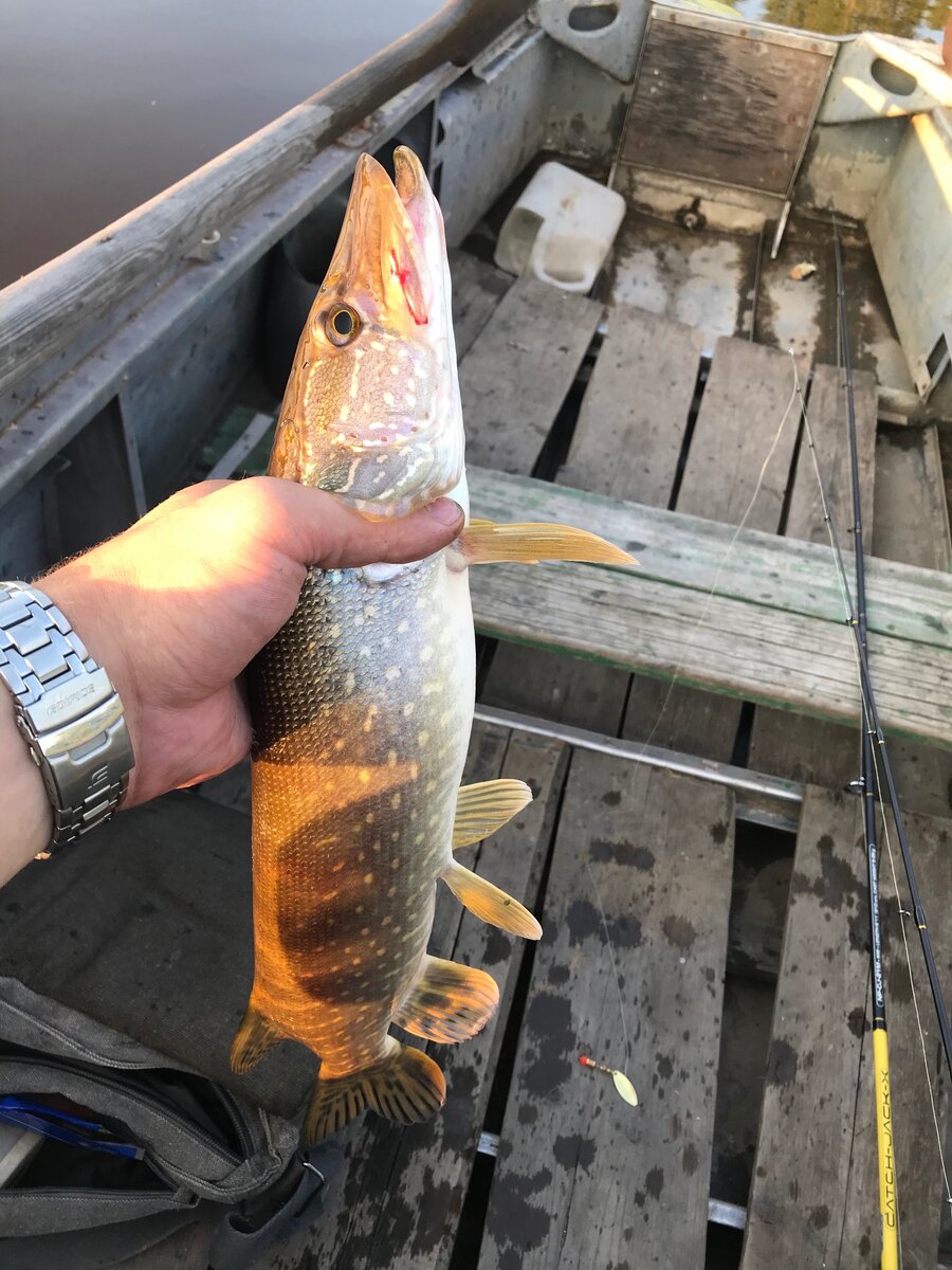 Спиннингистам август в средних широтах условно можно разбить на две логические составляющие — начало и конец месяца. Для среднего стандартного года средних широт эти два периода весьма различаются погодными условиями, что не может не сказаться на повадках и особенностях поведения щуки. Начало августа еще лето со своими законами, а стык с сентябрем уже пахнет отблесками осени.