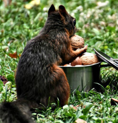 Орехи продлевают жизнь