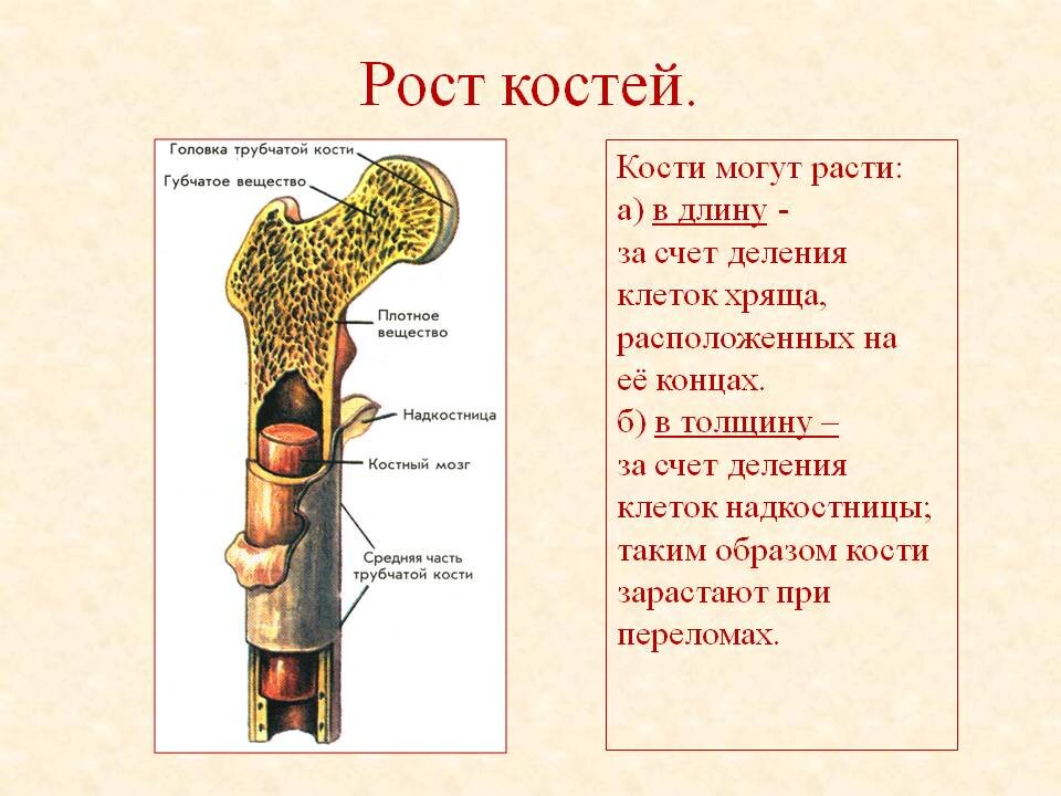 За счет чего растет кость. Рост трубчатых костей. состав и строение кости 8 класс биология. рост кости в длину обеспечивается делением клеток. рост трубчатых костей в длину осуществляется за счет.