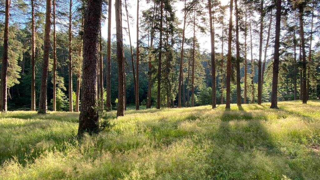 Природа очень хороша для заставок, и прошу не выставлять данное фото за свое, во всяком случае сие творение природы, ну а потом уже фотографа -меня