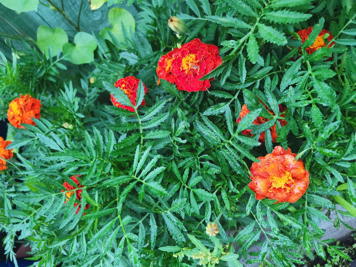 После дождя. 