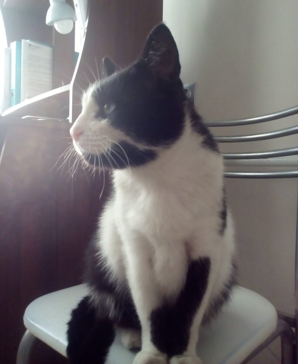 Кузя. Фото автора.