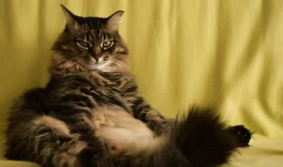 Активным Овнам идеально подойдет сибирская кошка 