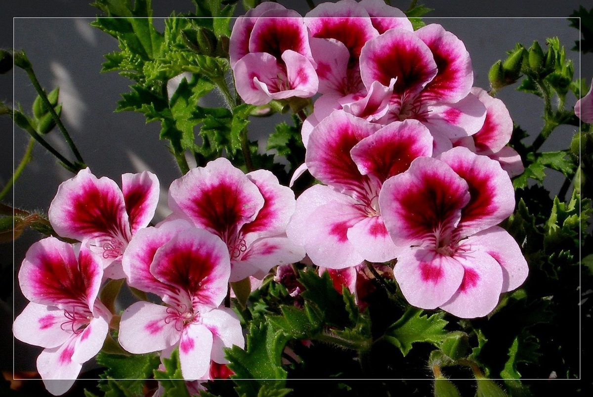 Пеларгония