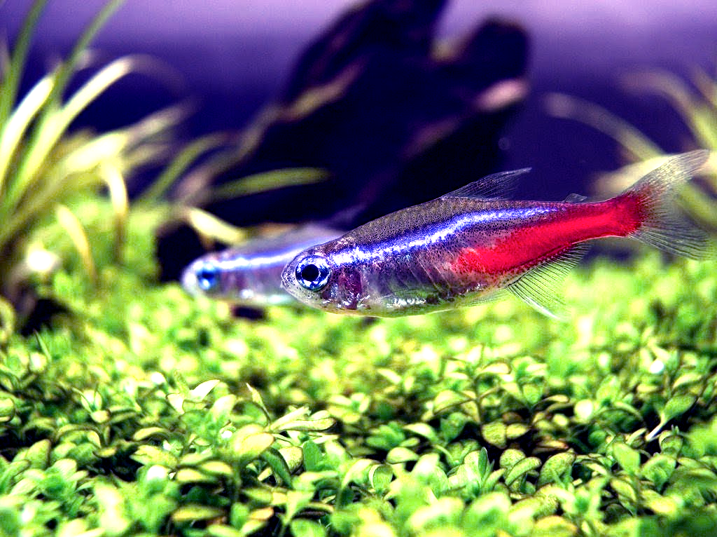 Взято из открытых источников