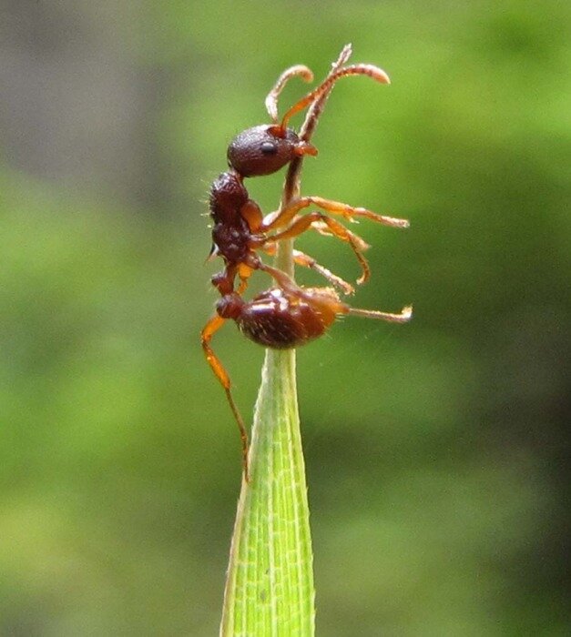 Муравей закрепляется на листе