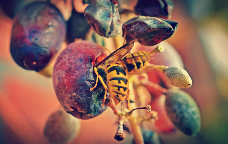 Осы за обедом.