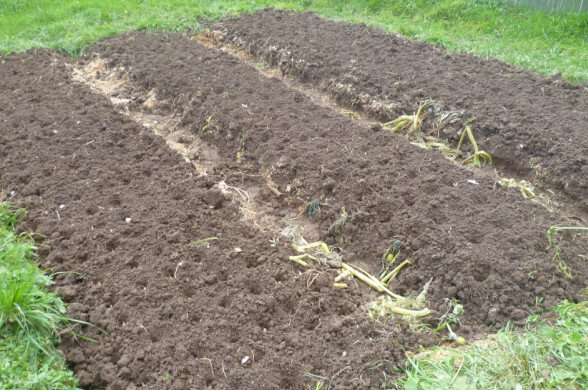 Вскопанные грядки на озимый чеснок