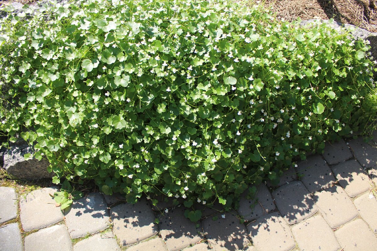 Мой сад 27 июня