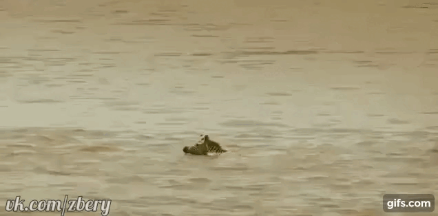 Зебрёнок плывёт