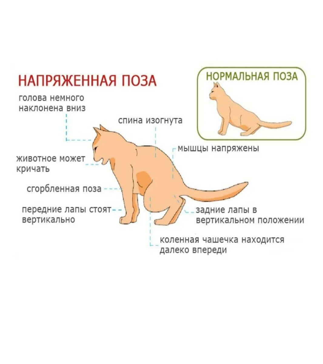 Поза, характерная для животного при закупорке уретры 