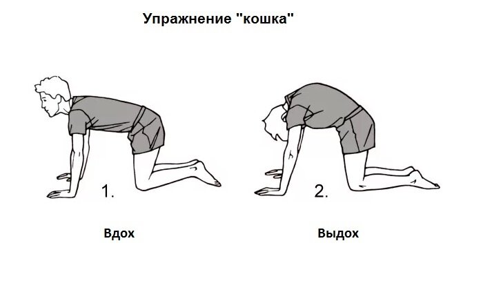 Упражнение "Кошка"