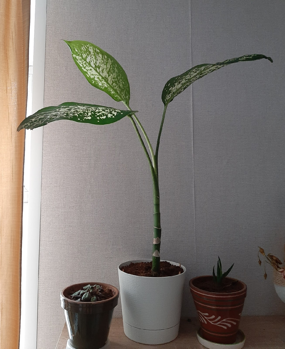 Чахлая фиалка, диффенбахия и суккулент(?)