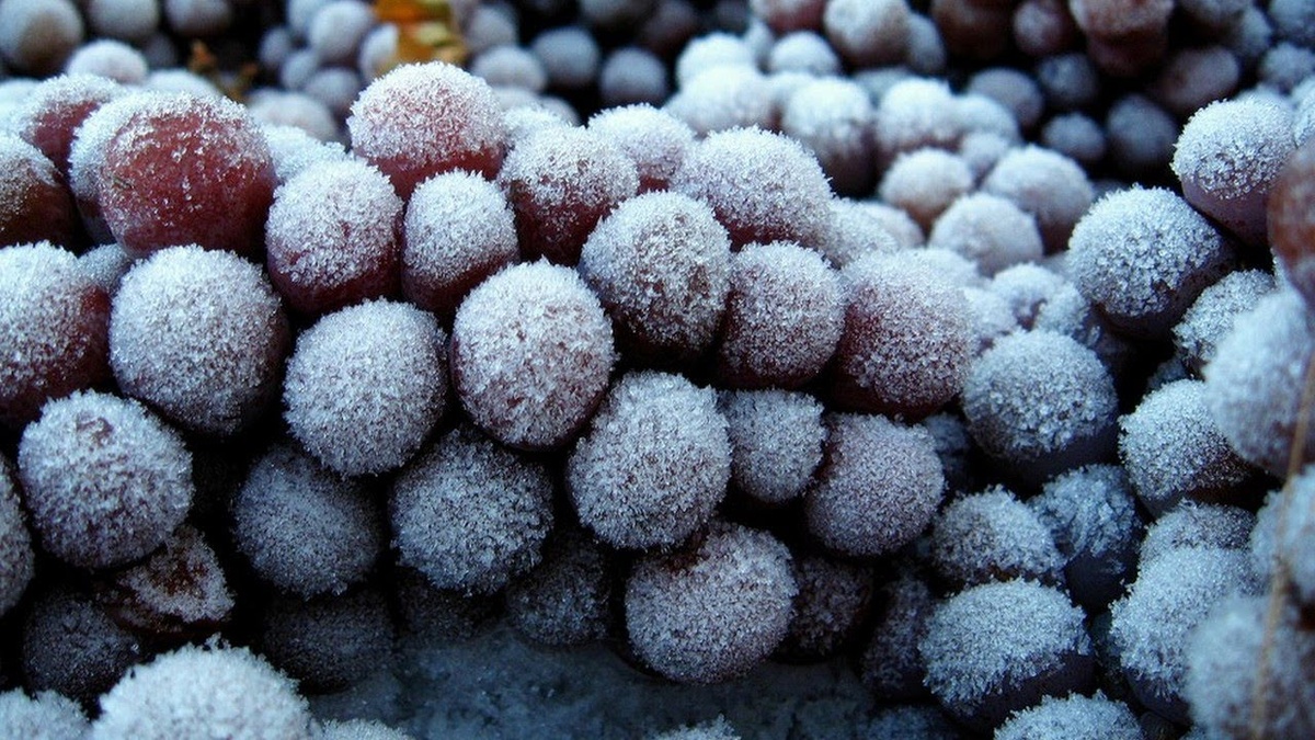 В ледяных виноградных ягодах позднего сбора сохраняется рекордное количество сахара