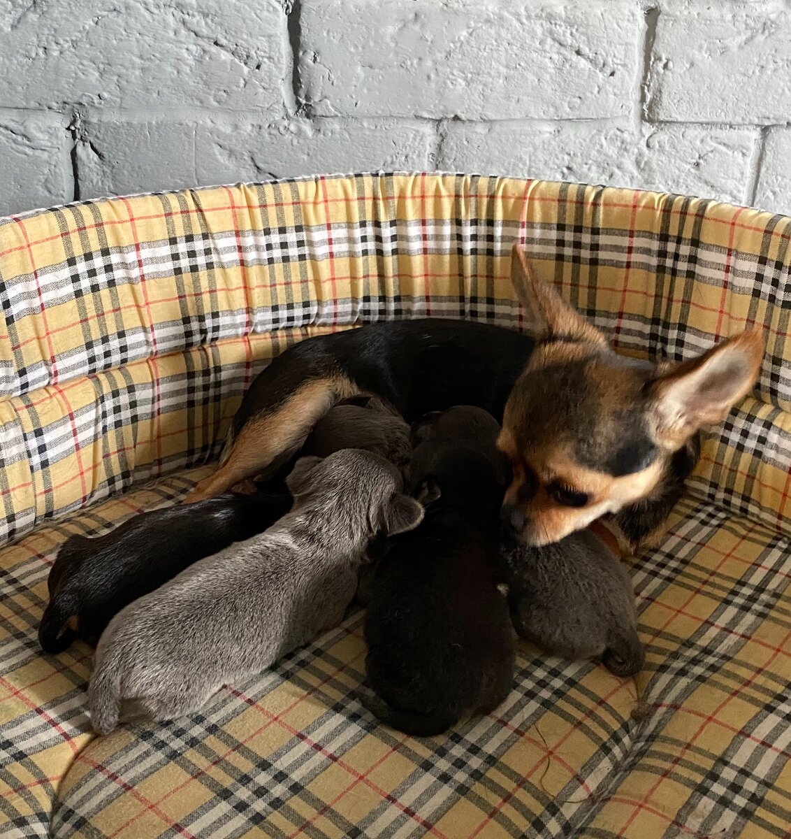 Чихуа Апчхи Хуа