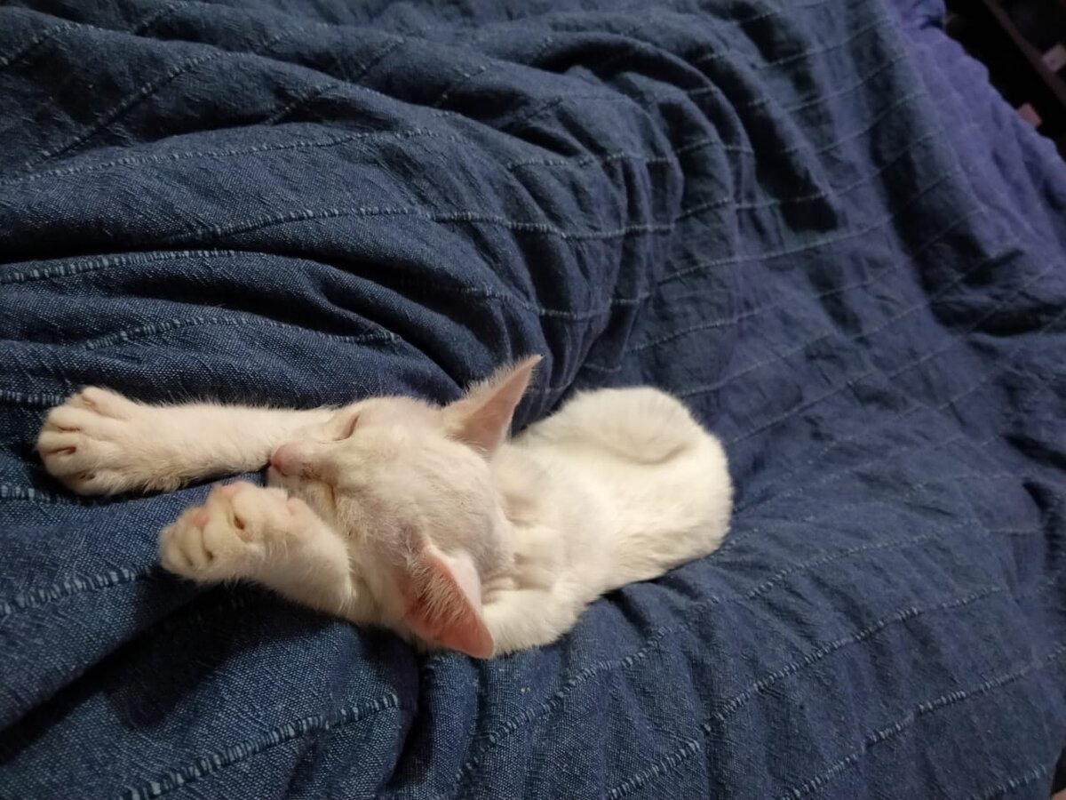 Сладкий домашний сон.