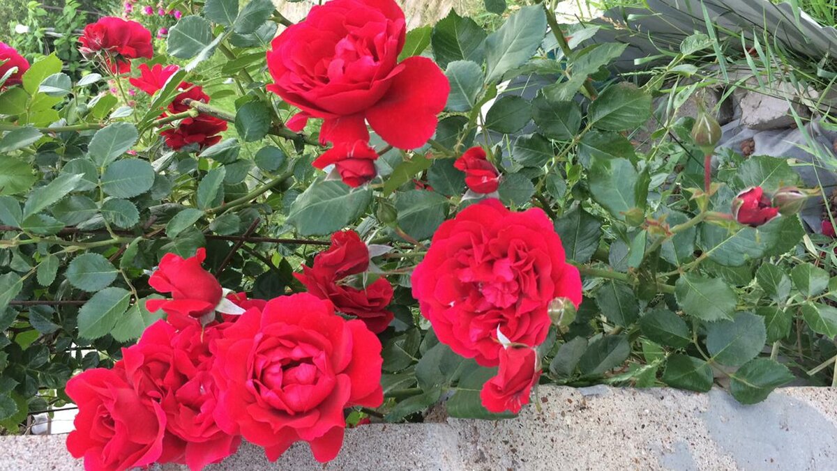 Размер некоторых цветов достигали в диаметре 12см (в карточке сорта 9-10см).