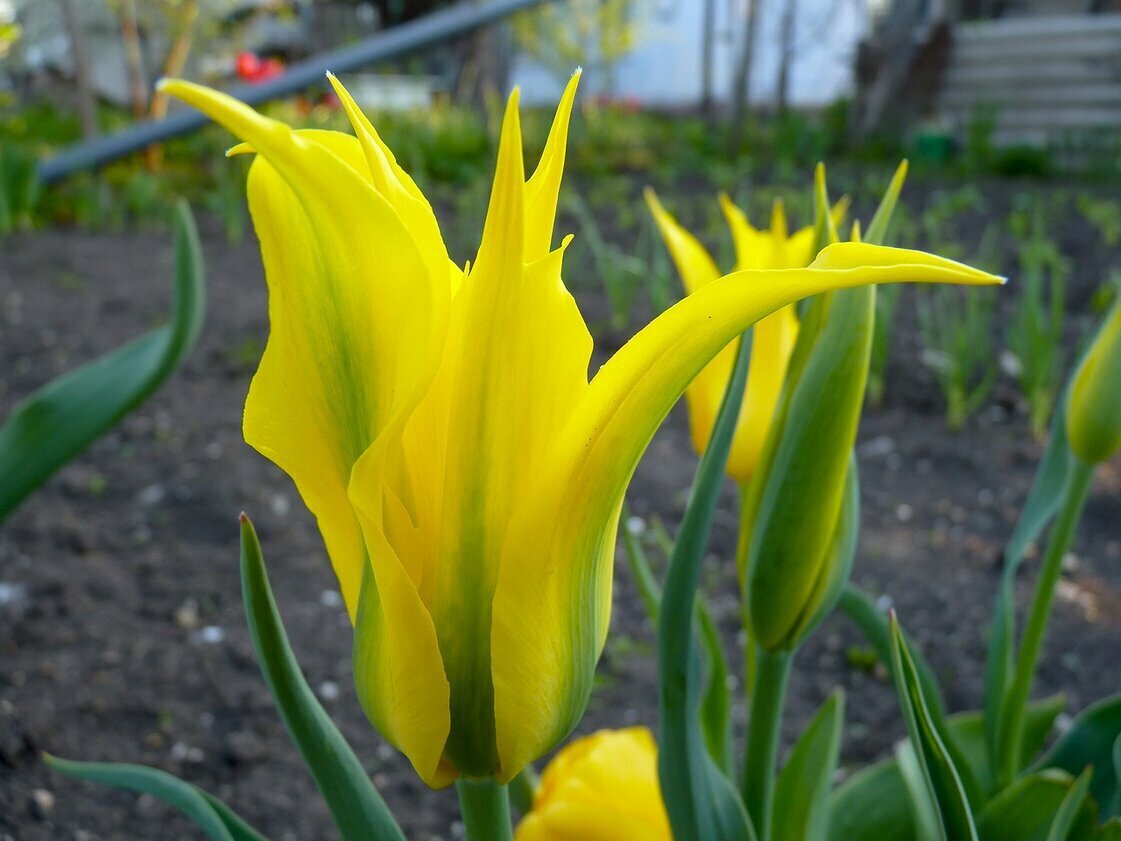 Тюльпан — родственник лилии