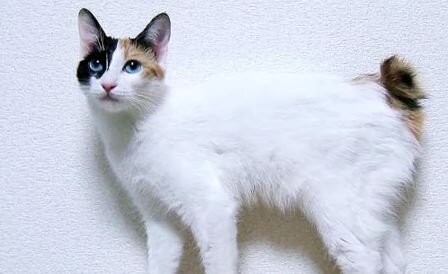 Кошка породы японский бобтейл