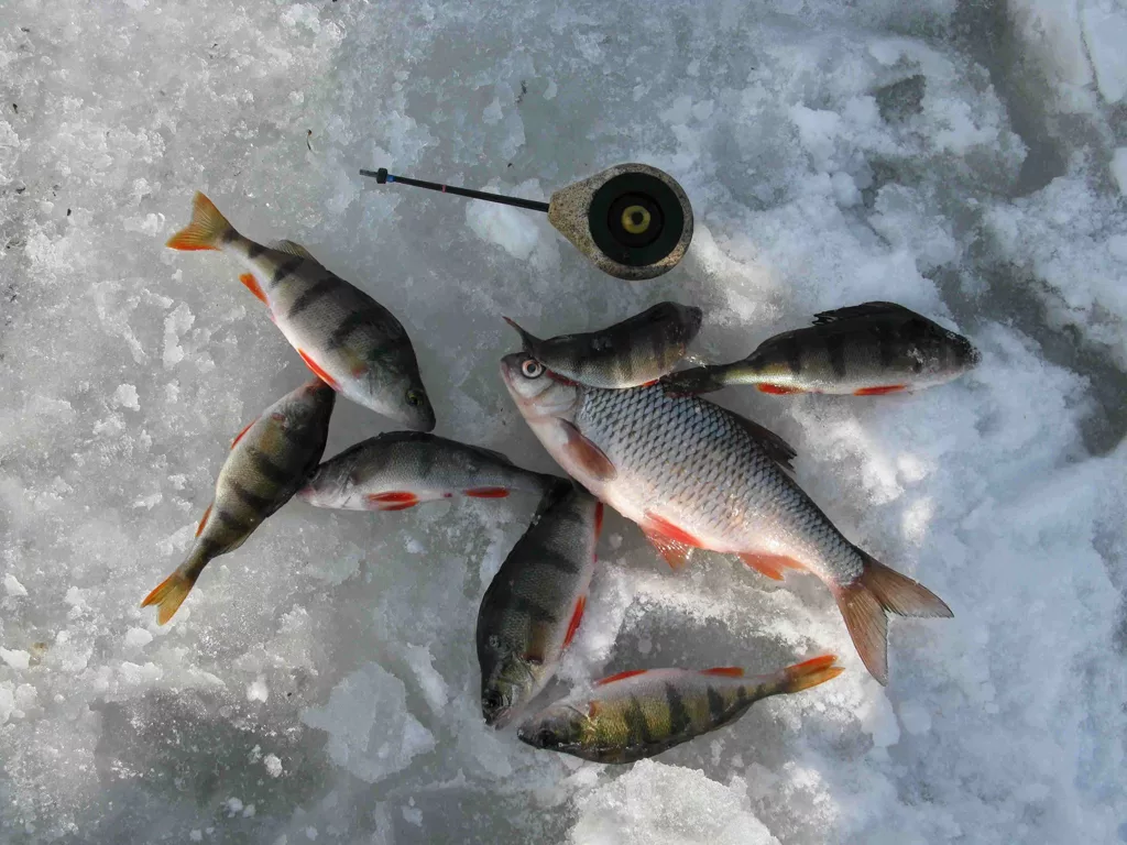 Зимние рыбалка 20 20. Ловля крупного окуня зимой. Зимняя рыбалка плотва окунь. Ловля плотвы зимой. Снасти для зимней рыбалки.