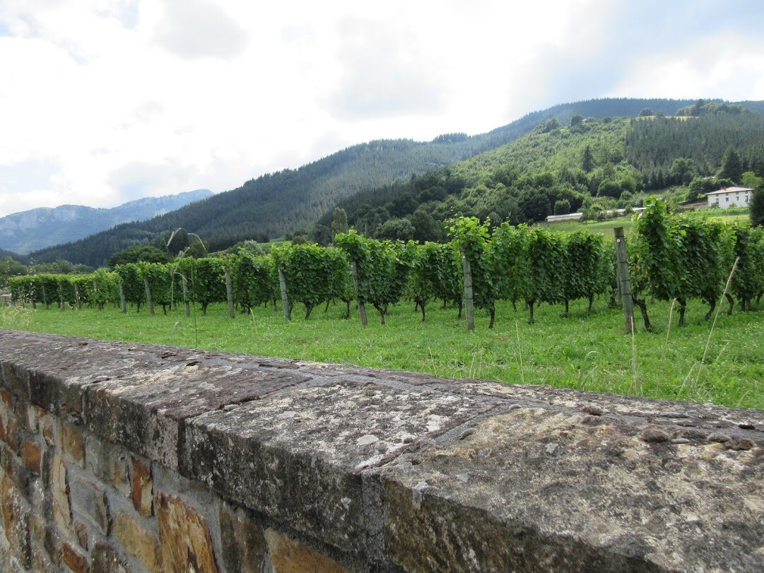 Виноградники в Стране Басков