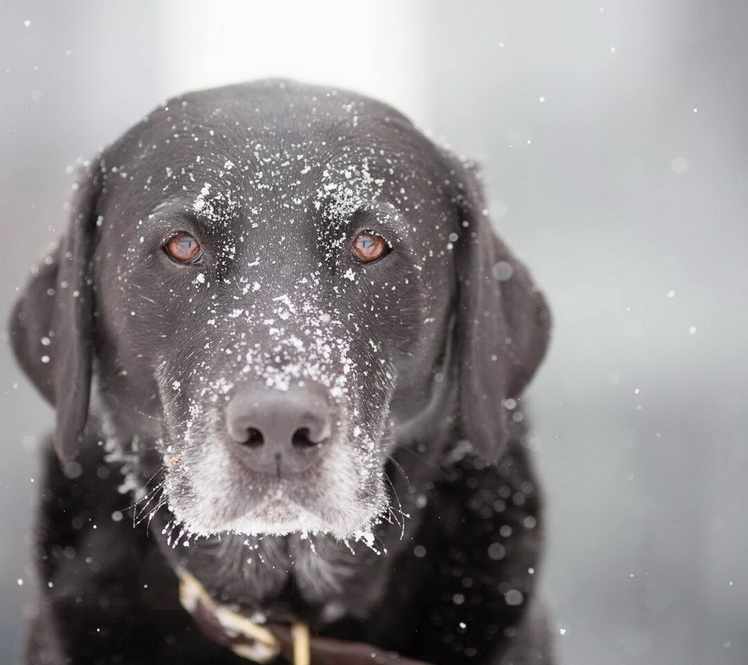 Яндекс картинки w-dog.ru