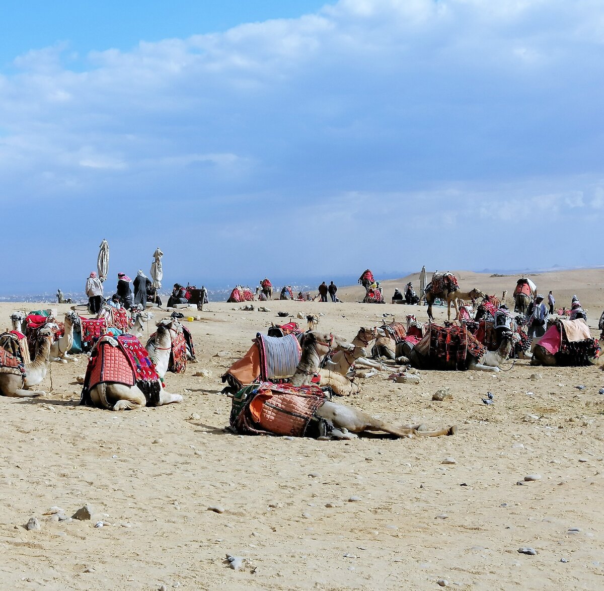 На этих верблюдах катают туристов, а мне их было жалко до слёз, когда они поднимались с колен со стоном.