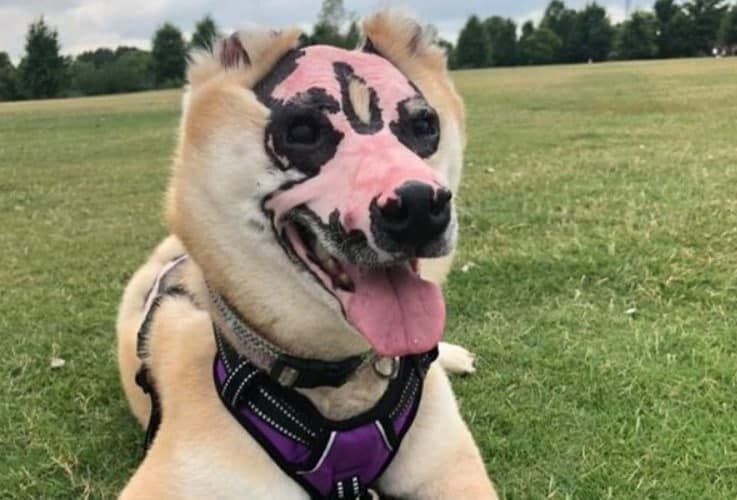 Знакомьтесь, это сиба-ину Така 