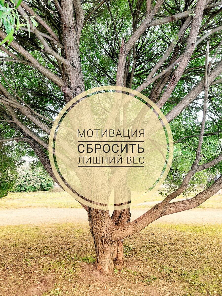 Найдите свой путь к становлению стройным  уже сегодня, и Ваш организм отблагодарит здоровьем и отменным настроением