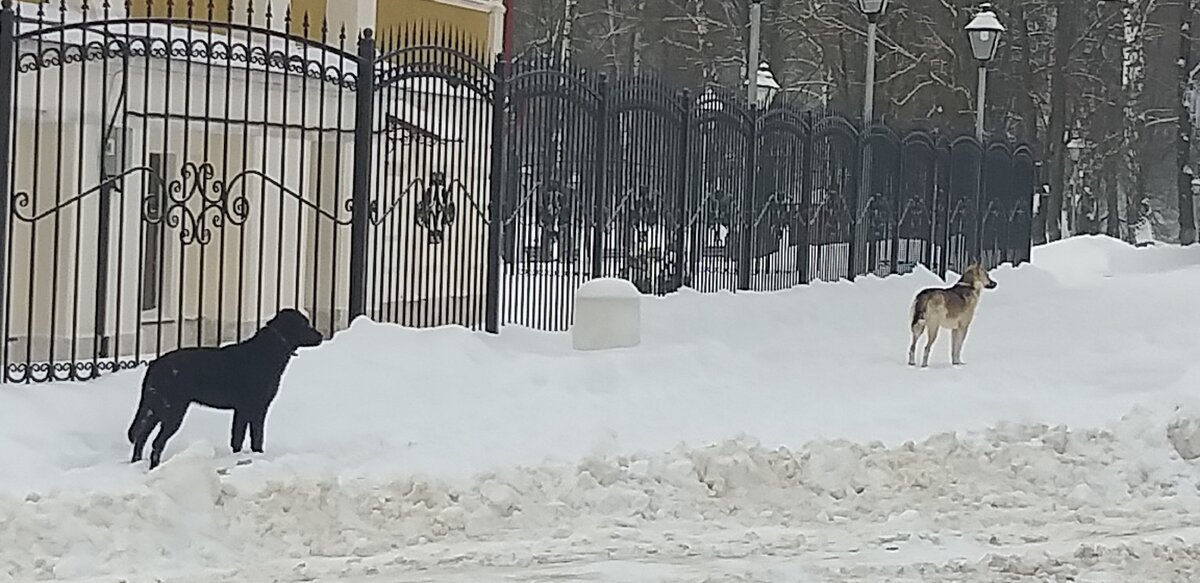 Собачки, встретившие нас на улице.