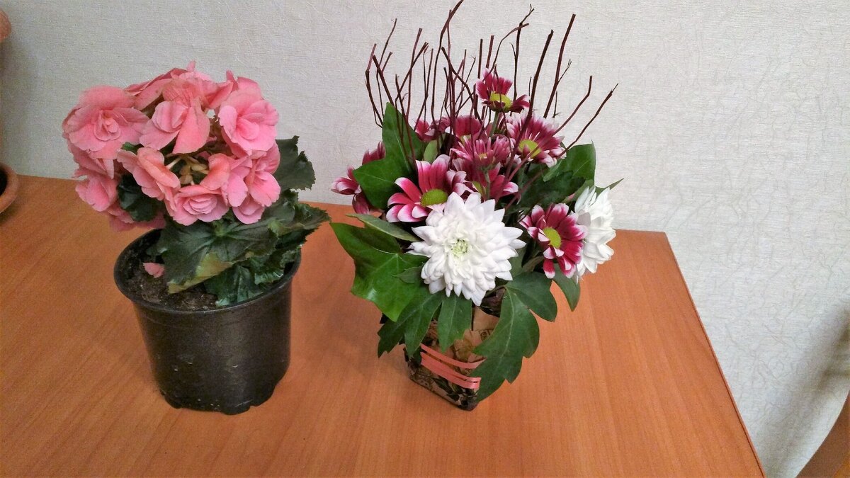 слева Пеларгония, приобретена в магазине Ботанического сада (150 руб.); справа букет составлен на мастер-классе.