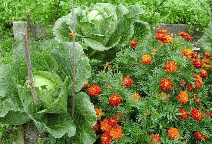 Цветущий огород, или Сожительство овощей и цветов на грядке