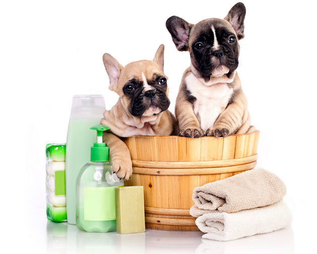 щенки французского бульдога