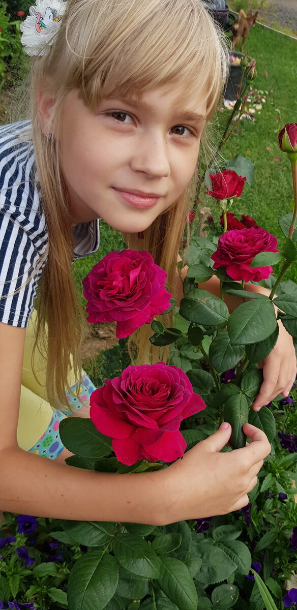 Роза Биг Пурпл. Чайно-гибридная.