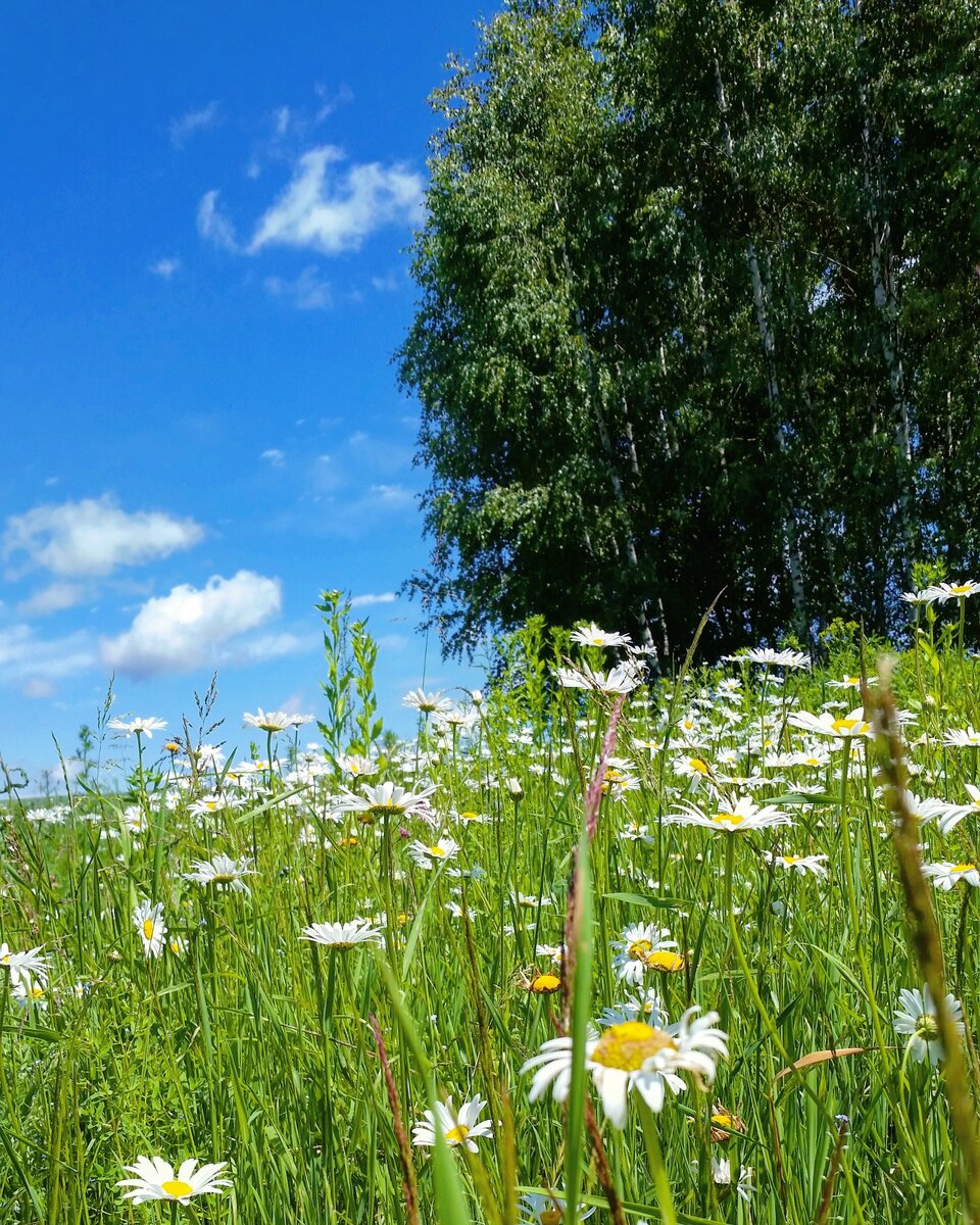 Яндекс картинки. 