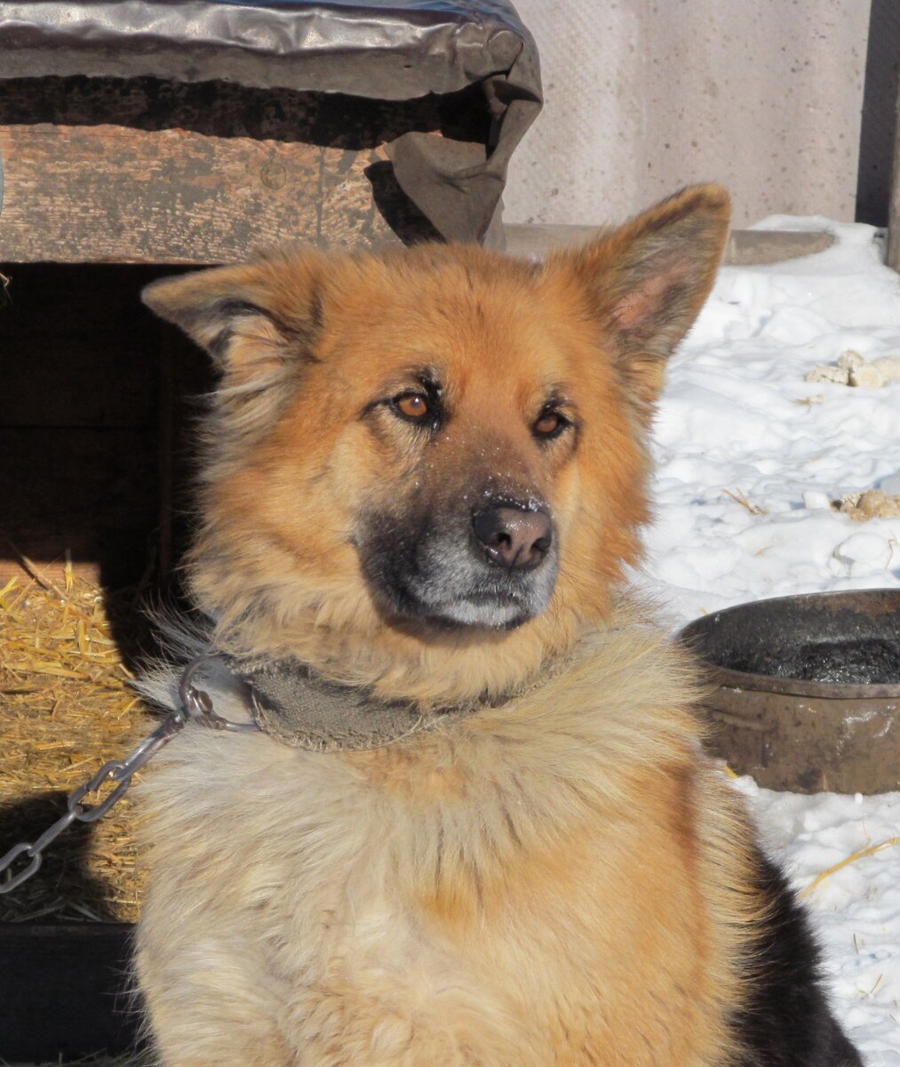 Просто собака. Для иллюстрации.