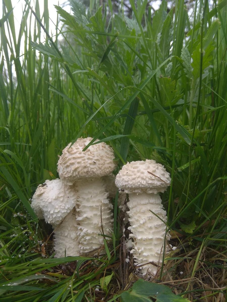 Какие герои, а! (фото пользователя Вячеслав)