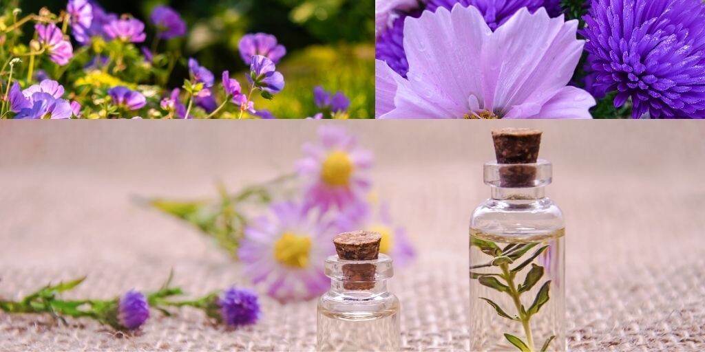 5 лучших ароматов для сада