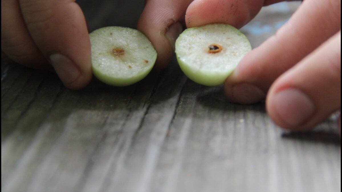 В середине яблочка спряталась маленькая мошка
