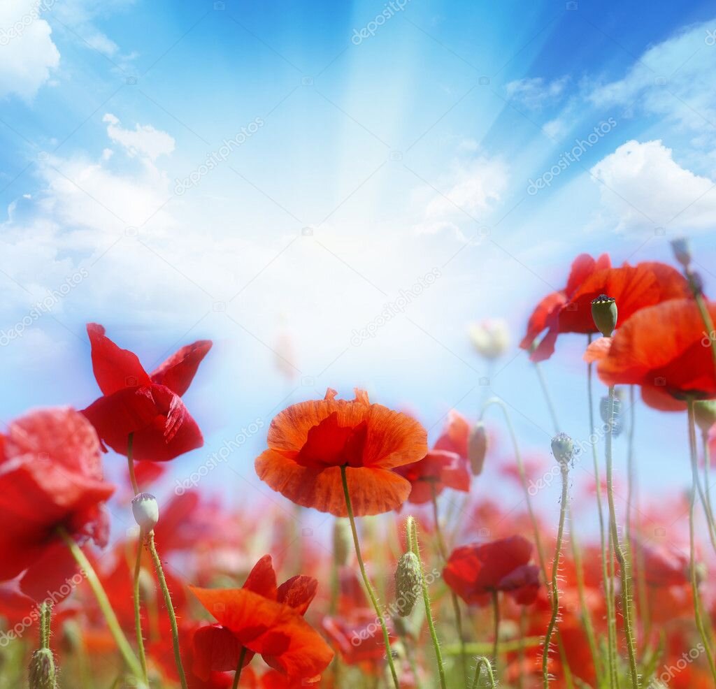 Источник картинки https://static8.depositphotos.com/1000462/852/i/950/depositphotos_8527823-stock-photo-landscape.jpg