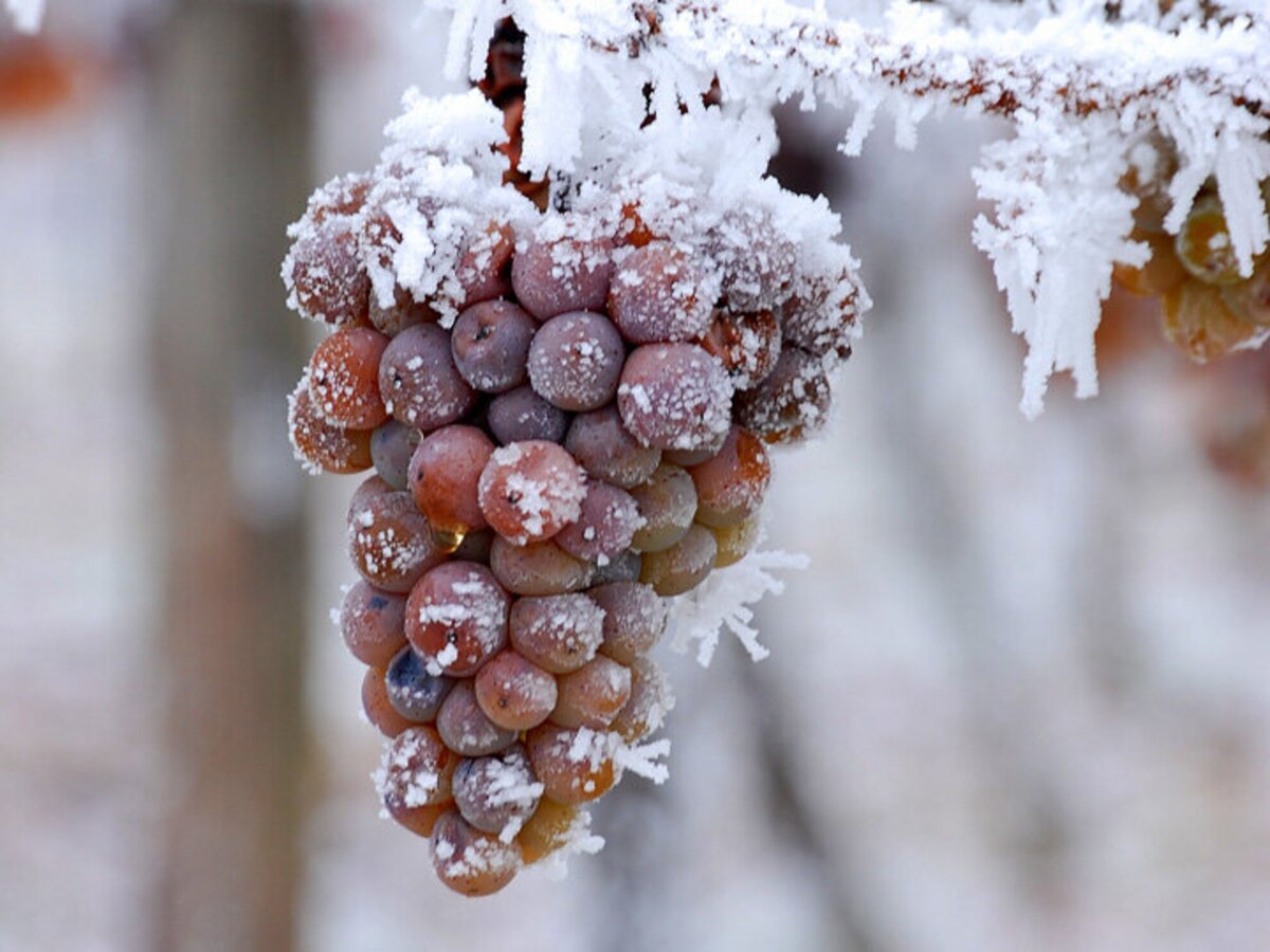 Способы зиму. Айсвайн виноград. Айсвайн виноград лед. Виноград для Ice Wine. Виноград в снегу.