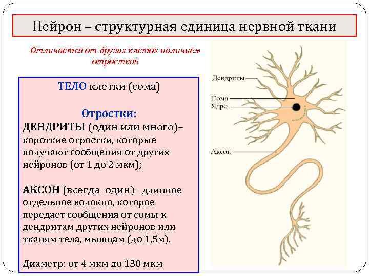 Длинные нервные отростки называются