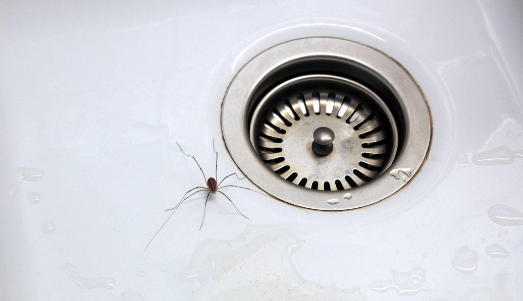 Источник: Яндекс. картинки. Паук.