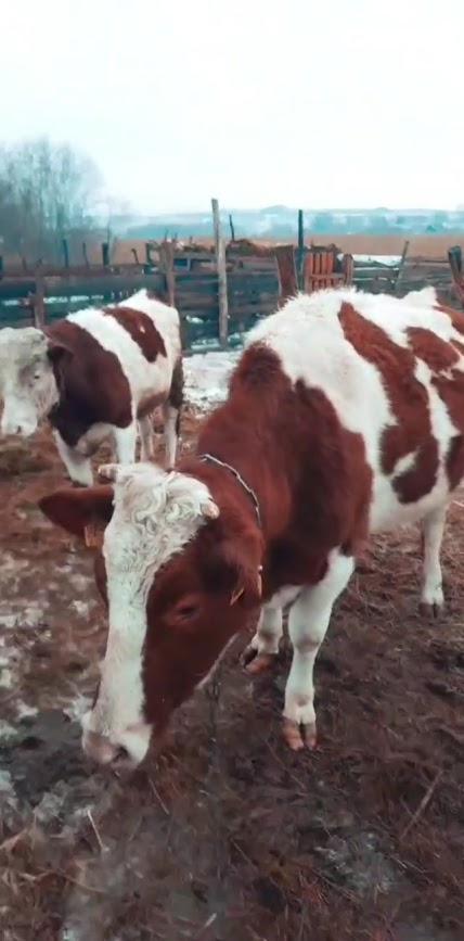 Соседская корова.